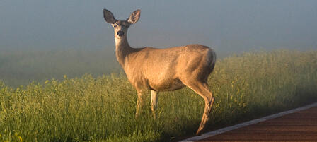 Agencies Warn of Seasonal Increase in Vehicle-Deer Crashes
