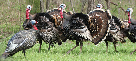 Youth Turkey Hunt Planned in Council Grove
