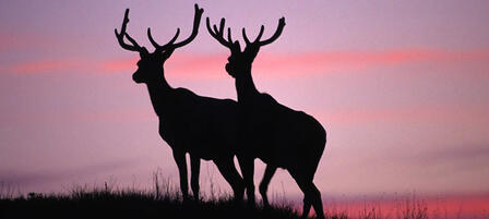 Commission Approves Hunting Seasons, Removal of Duplicate License Fee