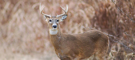 Kansas’ Firearm Deer Season Underway